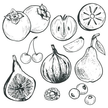 Vector hand drawn set of fruits and berries 