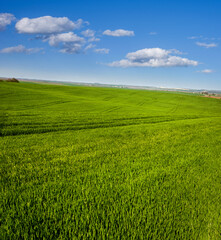 view of the agricultural landscape of cereal seedlings, green field of winter wheat, early spring with beautiful sky