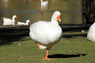White goose on a single leg on the shore of a lake