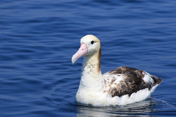 【北海道】羅臼沖のアホウドリ