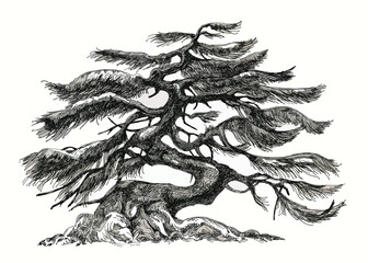 Pine tree. Bonsai with large branches.
Ink drawing of a pine tree. Bonsai tree.