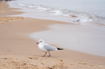 A seagull walks along the shore of the Baltic Sea. Waterfowl