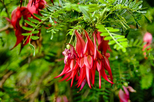 Bright red flowers of the Kaka beak (Clianthus puniceus), a shrub or small tree indigenous to New Zealand
