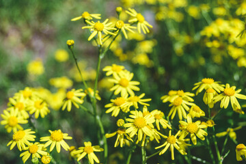 Close-up of yellow chamomile flowers outdoors.
