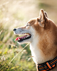 Shiba Inu dog side on with bright sunny background