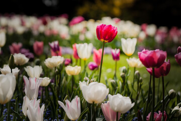 A colorful tulip meadow