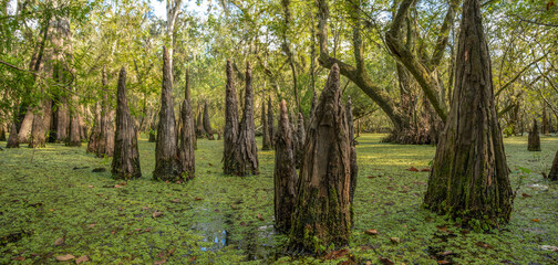 Freshwater Florida swamp with Cypress tree knees and Water Spangles