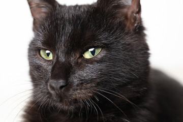 Adorable black cat with beautiful eyes on white background, closeup