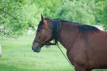Obraz premium bay horse at the pasture