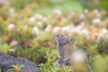 【北海道】エゾナキウサギ