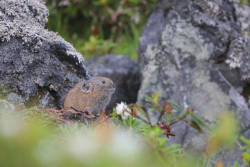 【北海道】エゾナキウサギ