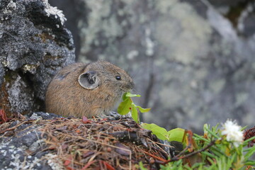 【北海道】エゾナキウサギ