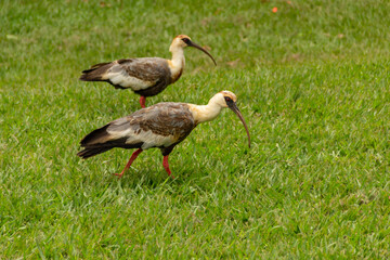 Naklejka premium Theristicus caudatus. Duas aves chamadas Curicaca caminhando sobre o chão gramado.