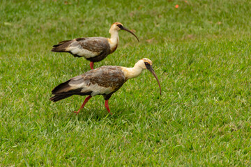Obraz na płótnie Canvas Theristicus caudatus. Duas aves chamadas Curicaca caminhando sobre o chão gramado.