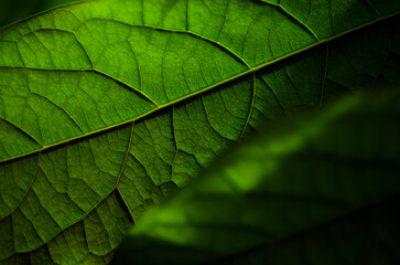 Close-up of an avocado leaf fragment, selective focus. Can be used as a green abstract background with copy space.