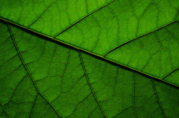 Obraz na płótnie Canvas Natural texture of an avocado leaf close-up. Can be used as a wallpaper or green abstract background with copy space.