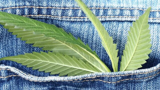 Industrial hemp leaf on jeans fabric