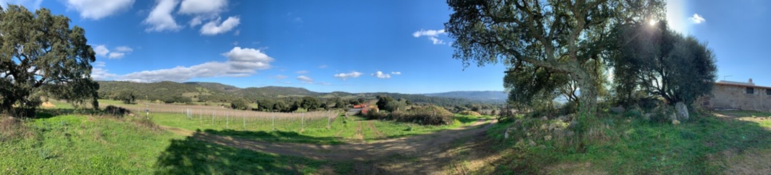 vermentino vineyard in berchidda, sardinia, italy
