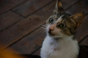 Hungry Peeled cat begs for food. Portrait of street animal in its natural habitat. Abandoned...