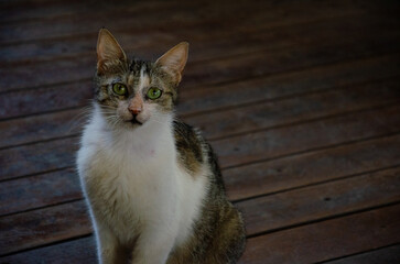 Hungry Peeled cat begs for food. Portrait of street animal in its natural habitat. Abandoned...