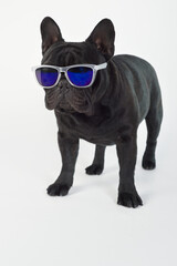 French bulldog purebred dog black with sunglasses standing  background white