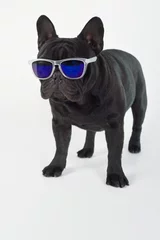Fototapeten Französische Bulldogge reinrassiger Hund schwarz mit Sonnenbrille im Hintergrund weiß © marcelinopozo