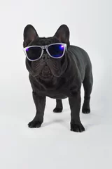 Schilderijen op glas Franse bulldog rasechte hond zwart met zonnebril staande achtergrond wit © marcelinopozo