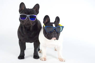 Deux bouledogues français chien de race pure avec des lunettes de soleil debout fond blanc