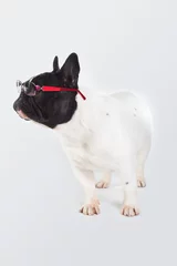 Fototapeten Reinrassiger Hund der französischen Bulldogge mit den Gläsern, die und weißer Hintergrund stehen © marcelinopozo
