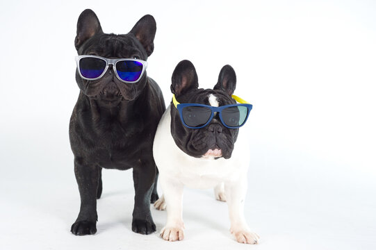 Two French bulldogs purebred dog with sunglasses standing white background