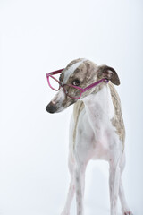 Whippet purebred dog looking with glasses in studio white background
