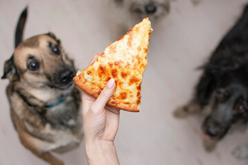 dogs look with appetite at a piece of pizza in a person hand
