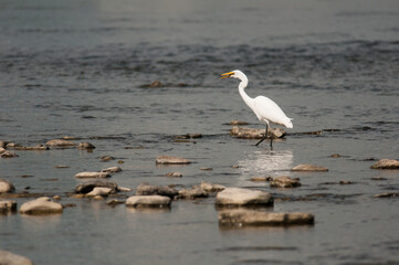 Fototapeta na wymiar Great Egret wading in the Chemung River in Elmira, New York.