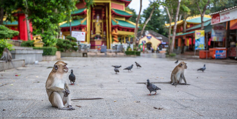 paysage avec portrait de singes et oiseau au pied de temple ancien en asie 