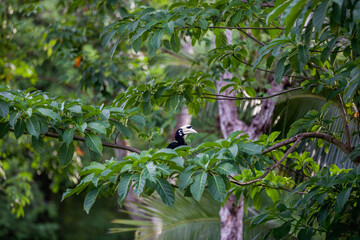 toucan prit au téléobjectif au milieu de la fôret en asie  