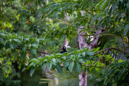 Fototapeta toucan prit au téléobjectif au milieu de la fôret en asie  
