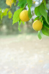 Lemon fruits growing on tree branches in citrus garden, vertical shot with copy space