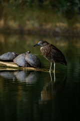 Black-crowned night heron, big brown bird with long yellow legs in a pond with turtles and reflection in the water. Botanic garden Medellin Colombia