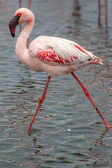 Lesser Flamingo, Walvis Bay, Namibia