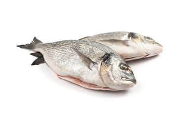 Orata Fish Isolated, Fresh Dorado, Seabream