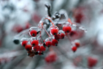 Tree with red berries in ice glaze outdoors on winter day, closeup