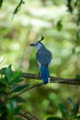 Bird watching, White Throated Magpie Jay in Arenal Volcano Costa Rica