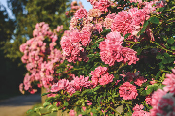 Close-up, Bush with growing pink roses.