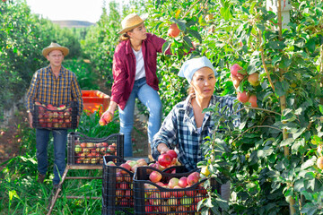 Concentrated female farmer harvesting ripe apples in fruit garden