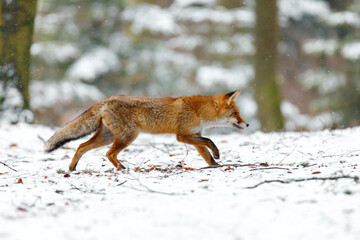 Fox in winter forest. Red fox, Vulpes vulpes, sniffs about prey in snowy forest. Cute orange fur coat animal with fluffy tail in nature. Predator ferrets about food in snowfall. Clever beast. Wildlife