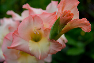 pink and white flower