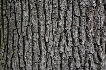 bark of a tree