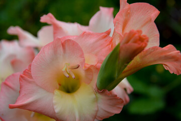 pink lily flower