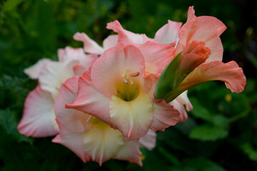 Obraz na płótnie Canvas pink lily flower