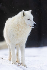 male Arctic wolf (Canis lupus arctos)